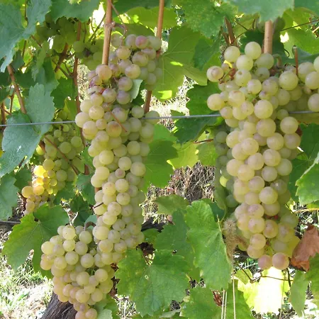 Paulay Borház és Tokaj